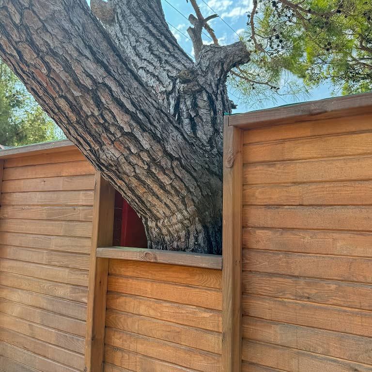 Tall wooden privacy fence with a mature tree incorporated into its structure and green lawn in the background.