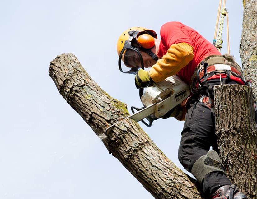 tree removal and emergency services