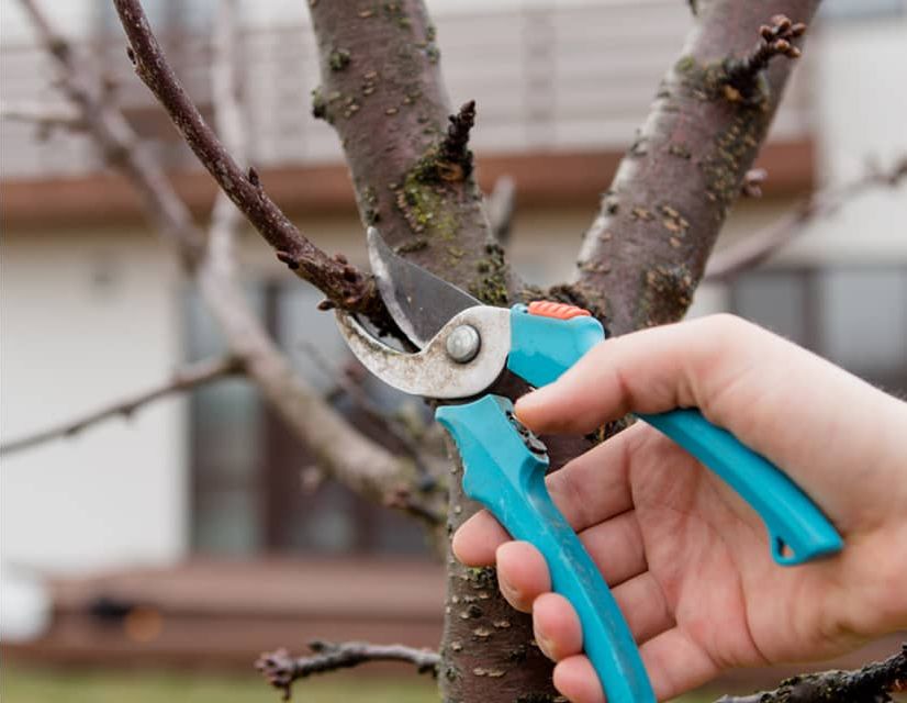 tree pruning and health care